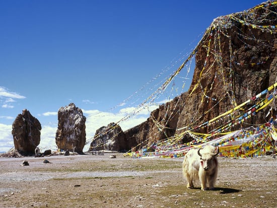 Evgeny Nelmin  Tibetan Yak, Tibet Autonomous Region, China